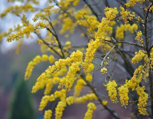 Exotic beautiful yellow flower tree blue sky background.