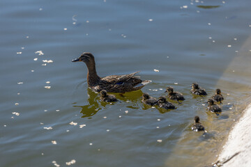 A duck with her ducklings swims along a pond on a sunny day. A group of ducklings. Close-up. Nature...