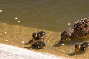 A duck with her ducklings swims along a pond on a sunny day. A group of ducklings. Close-up. Nature screensaver.