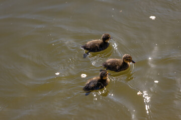 A duck with her ducklings swims along a pond on a sunny day. A group of ducklings. Close-up. Nature screensaver.