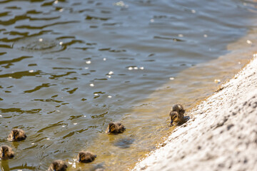 A duck with her ducklings swims along a pond on a sunny day. A group of ducklings. Close-up. Nature...