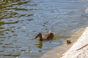 A duck with her ducklings swims along a pond on a sunny day. A group of ducklings. Close-up. Nature...