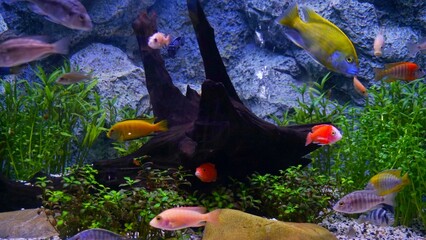 fish water underwater aquarium sea animal
