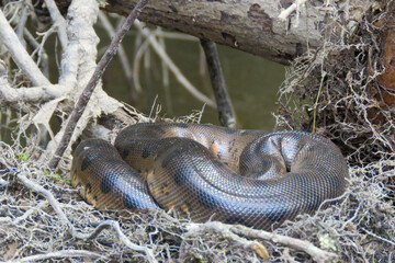 snake on the tree