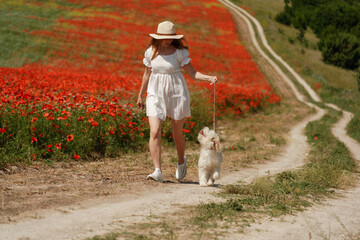 woman with dog. Happy woman walking with white dog the road along a blooming poppy field on a sunny day, She is wearing a white dress and a hat. On a walk with dog