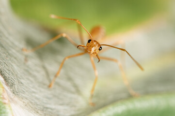 Yellow Crazy Ant with Open Jaws