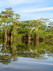amazon river and rainforest