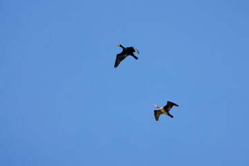 two cormorants in flight in the blue sky