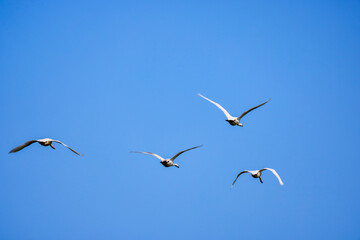 a group of swans in flight in the blue sky