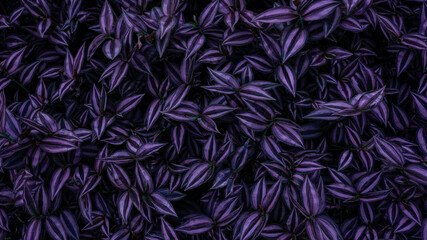 abstract purple leaf texture, nature pattern background, tropical leaf