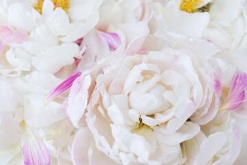 Beautiful delicate pastel pink and white peony flowers and petals, close-up view. Natural floral...