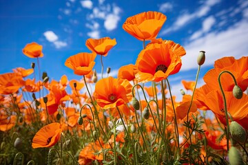 Obraz premium Vibrant orange poppy flowers against a blue sky