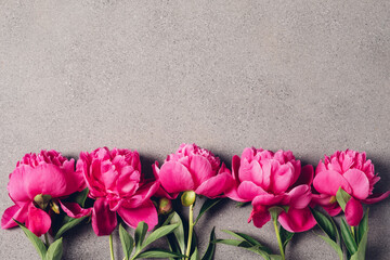 Beautiful fresh vivid pink peony flowers in full bloom on grey background, top down view, close up. Copy space for text.