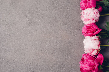 Beautiful fresh pink peony flowers in full bloom on concrete background, close up. Flat lay style,...