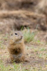 Ground squirrel colony (Syslovisko Biele vody), National park Muranska Planina, Slovakia