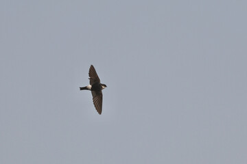 asian house martin in flight