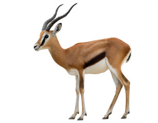 Fototapeta premium Gazelle auf vier beinen isoliert auf weißen Hintergrund, Freisteller