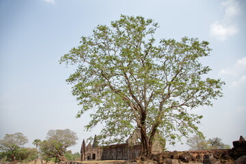 Big tree near the ancient temple ruins of Wat Phu, Laos