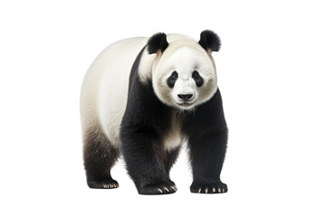 Obraz premium Majestic Monochrome Panda Bear. On a White or Clear Surface PNG Transparent Background.