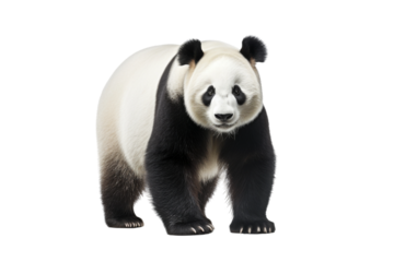 Majestic Monochrome Panda Bear. On a White or Clear Surface PNG Transparent Background.