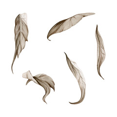 Hand drawn watercolor grisaille monochrome flower, bush, tree leaves, stems, branches. Single element isolated on white background. Invitations, wedding or greeting cards, floral shop, print, textile