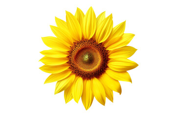 Radiant Sunburst: A Yellow Sunflowers Ecstatic Dance. On a White or Clear Surface PNG Transparent Background.