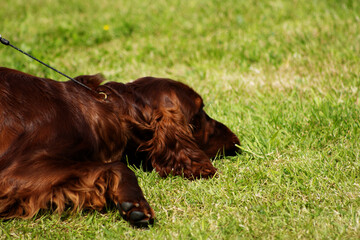 head of a Irish Setter or Red Setter with a background of green grass