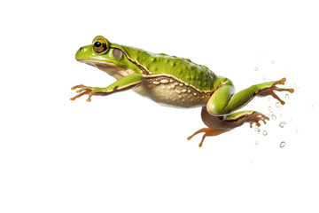 The Enchanted Green Frog. On a White or Clear Surface PNG Transparent Background.