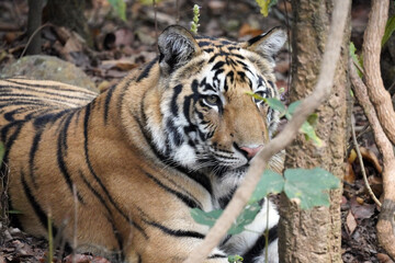 Obraz premium Tigre du Bengale (Panthera Tigris Tigris) dans le parc national de Bandhavgarh , Madhya Pradesh , Inde