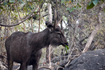 Cerf des marais (Barasingha - Rucervus duvaucelii) dans le Parc national de Bandhavgarh. Madhya Pradesh, Inde