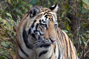 Tigre du Bengale (Panthera Tigris Tigris) dans le parc national de Bandhavgarh , Madhya Pradesh , Inde