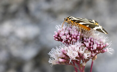 Euplagia quadripunctaria in French highlands, Auvergne, Cantal, France