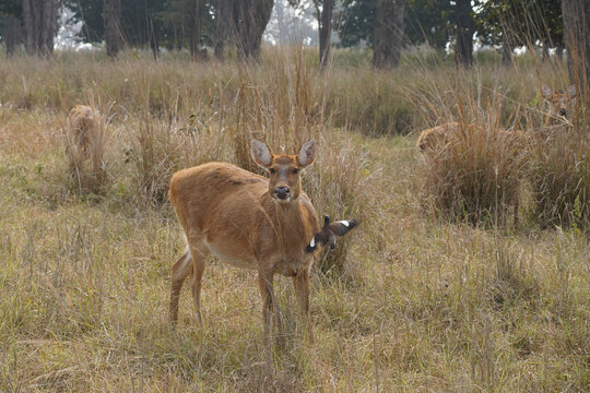 Cerf axis(Axis axis) dans le parc national de Kanha, Madhya Pradesh, Inde