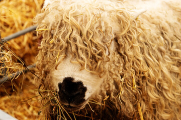 head of a Wensleydale sheep from the Yorkshire Dales with metal farm gates and yellow straw