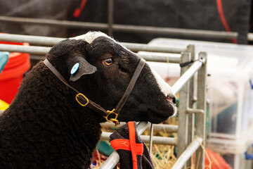 head of a Zwartbles sheep in a black leather halter with metal farm gates and yellow straw
