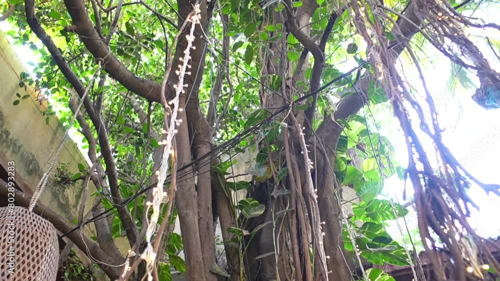 Poster tree decorated with plants in front of restaurent top to bottom view
