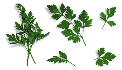 Set/collection of parsley leaves, twigs, individual leaves, bunch on isolated transparent...