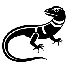 lizard on white background