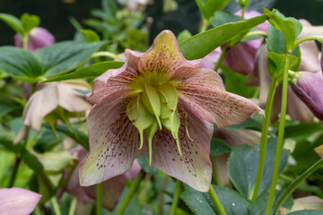 PLANTAS NATURALES EN FLORACIÓN. HELLEBORUS.
