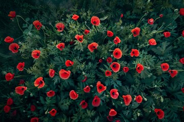 Fototapeta premium 2022 - impressionistic aerial over Ukraine fields with wildflowers growing suggests Ukranian agriculture and landscape.. Beautiful simple AI generated image in 4K, unique.
