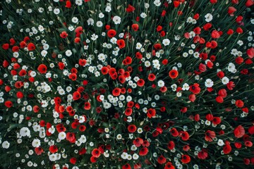 Blooming red poppy in a wheat field - Papaver rhoeas .. Beautiful simple AI generated image in 4K, unique.