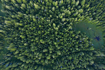 Aerial drone view of evergreen forests near Trillium Lake, Oregon