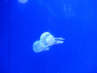 Méduse dans un aquarium
