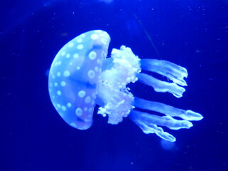 Méduse dans un aquarium