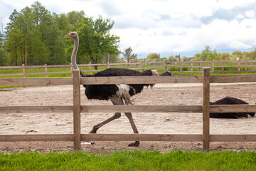 African ostrich walk in the paddock. Common Ostrich is the largest living bird on the planet..