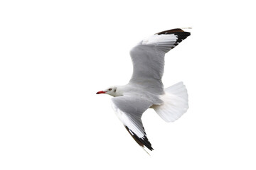 Beautiful seagull flying isolated on transparent background.