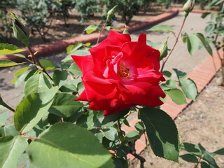 バラの花 P4281149