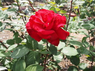 バラの花 P4281147