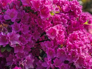 pink hydrangea flowers