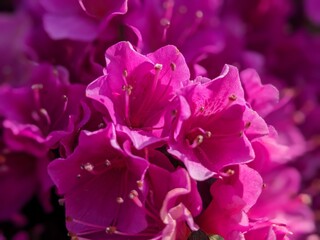 close up of pink hydrangea
